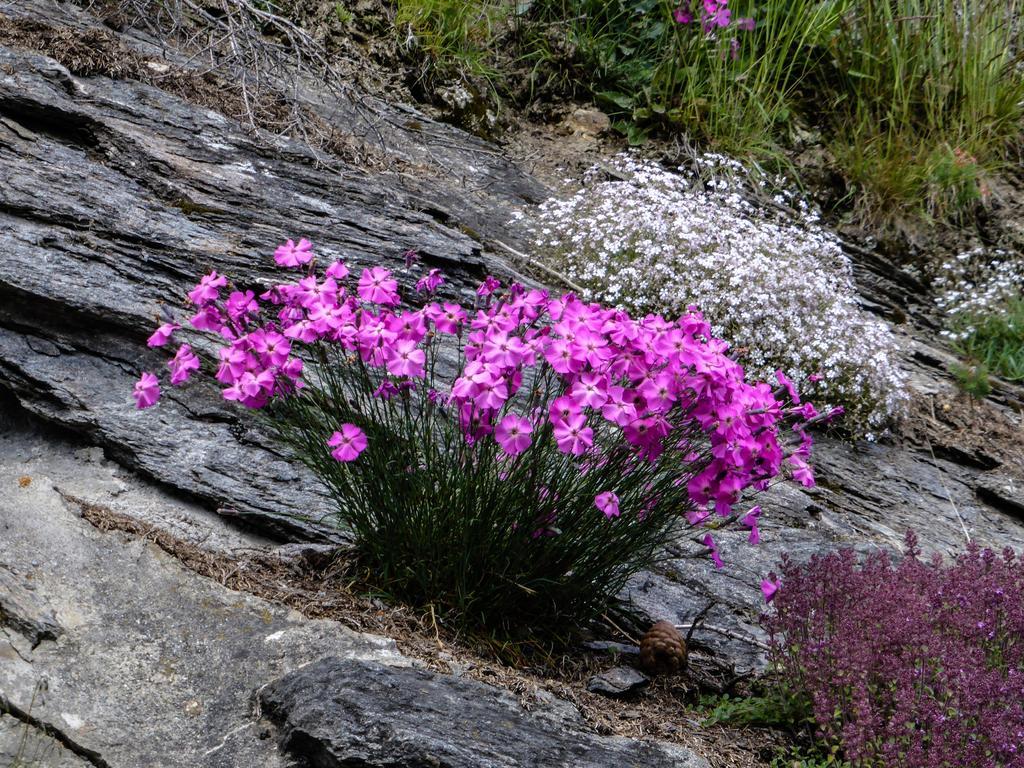 Landhaus Alpenrose - Feriendomizile Pichler Hotell Heiligenblut Exteriör bild