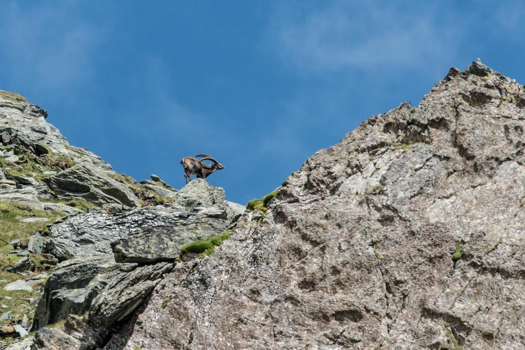 Landhaus Alpenrose - Feriendomizile Pichler Hotell Heiligenblut Exteriör bild